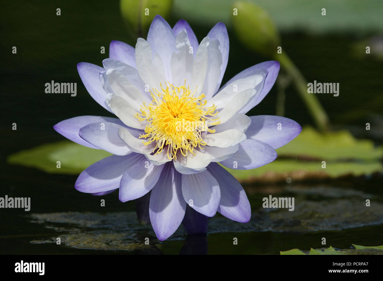 Grande giglio di acqua Foto Stock