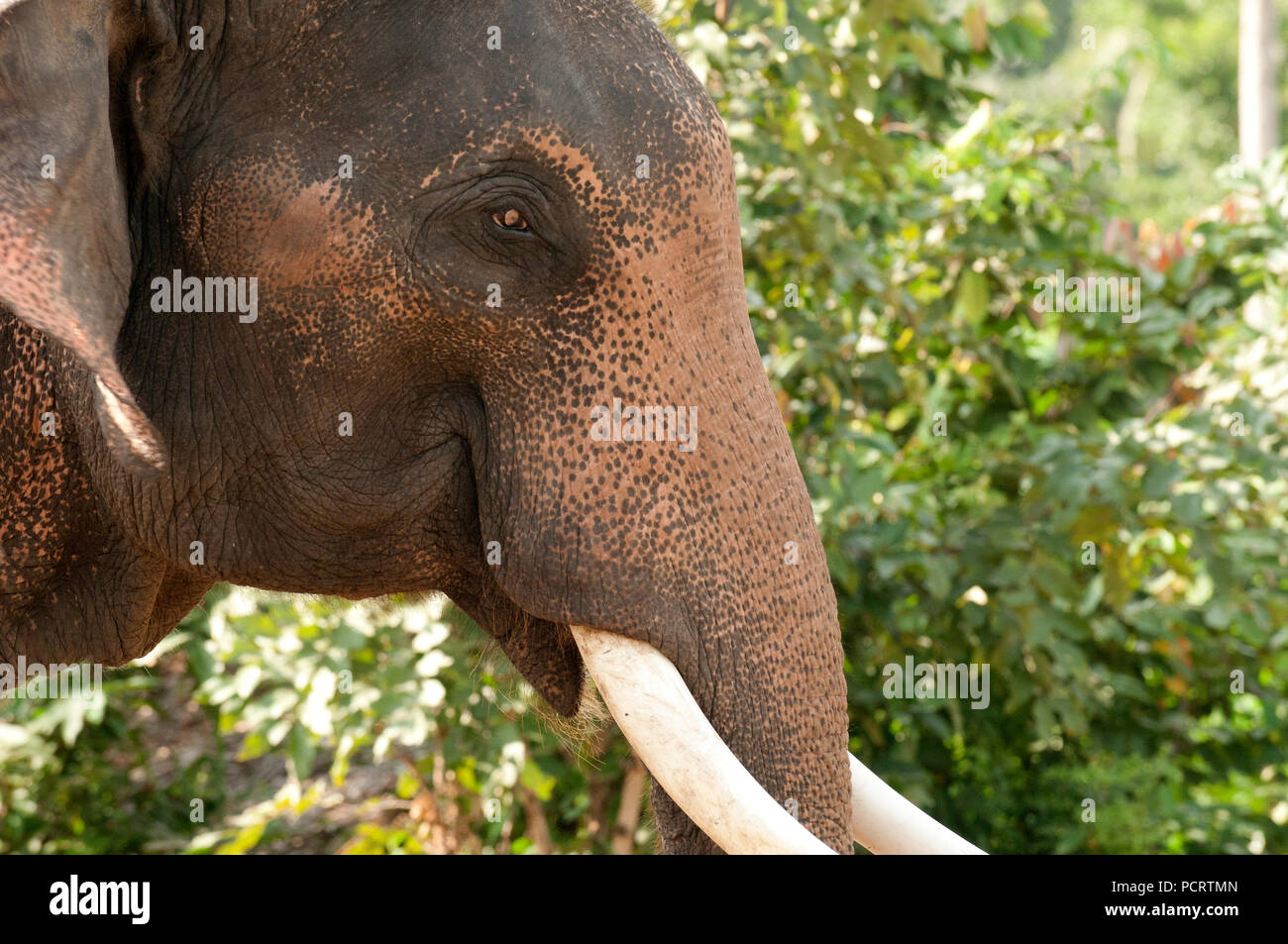 Elefante asiatico - close-up - Elephas maximus Eléphant d'Asie - gros plan Foto Stock