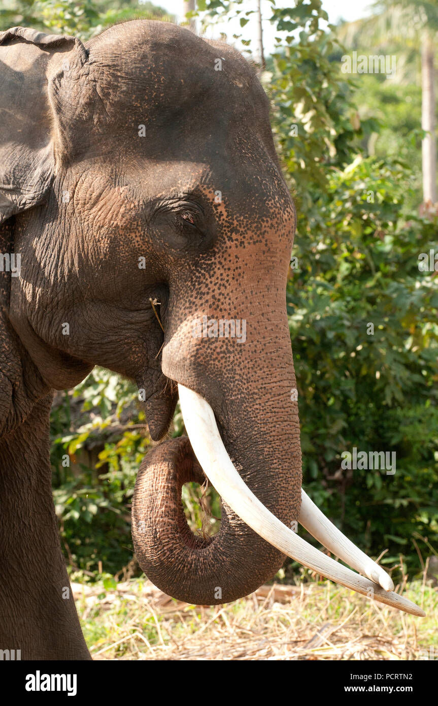 Elefante asiatico - maschio - Elephas maximus Eléphant d'Asie - maschio Foto Stock