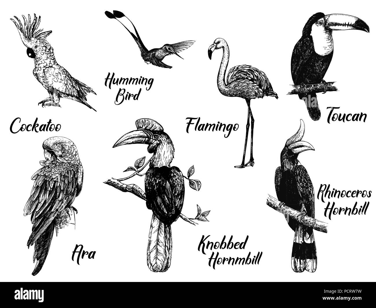 Set di disegnato a mano stile sketch uccelli esotici isolati su sfondo bianco. Illustrazione Vettoriale. Illustrazione Vettoriale