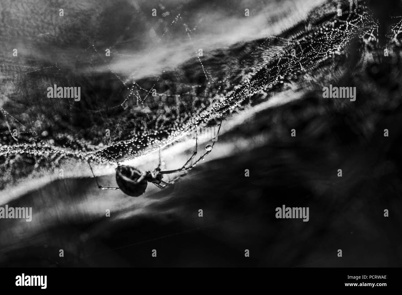 Spider Web si appoggia nel suo net, forte contrasto, extreme close-up, Foto Stock