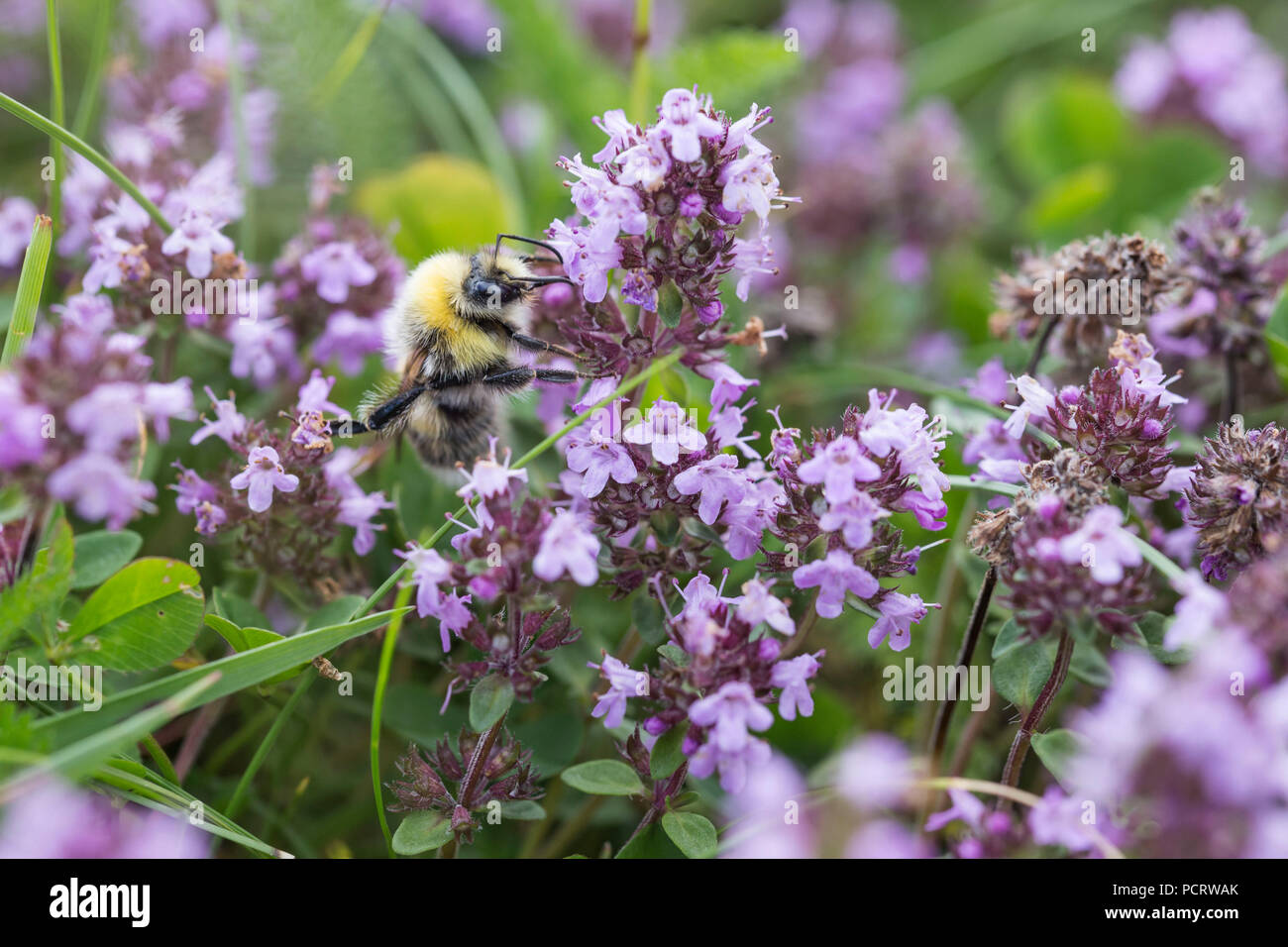 Blooming wide-timo frondoso, fiore visitatore, Thymus pulegioides, Bombus, Kreuzberg, Rhön, Germania, Foto Stock