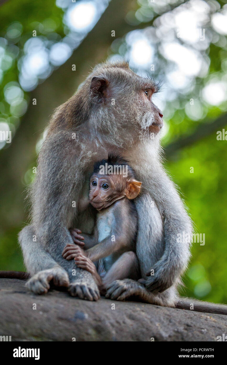 Lunga coda Macaque (Macaca fascicularis), scimmia con Baby, Foresta delle Scimmie di Ubud, sacro Santuario della Foresta delle Scimmie, Padangtegal, Ubud, Bali, Indonesia, Asia Foto Stock