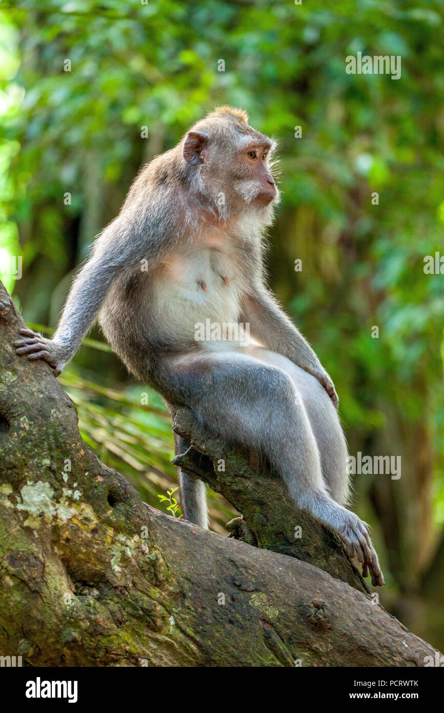 Lunga coda Macaque (Macaca fascicularis), rilassato scimmia, Ubud Monkey Forest, sacro Santuario della Foresta delle Scimmie, Padangtegal, Ubud, Bali, Indonesia, Asia Foto Stock
