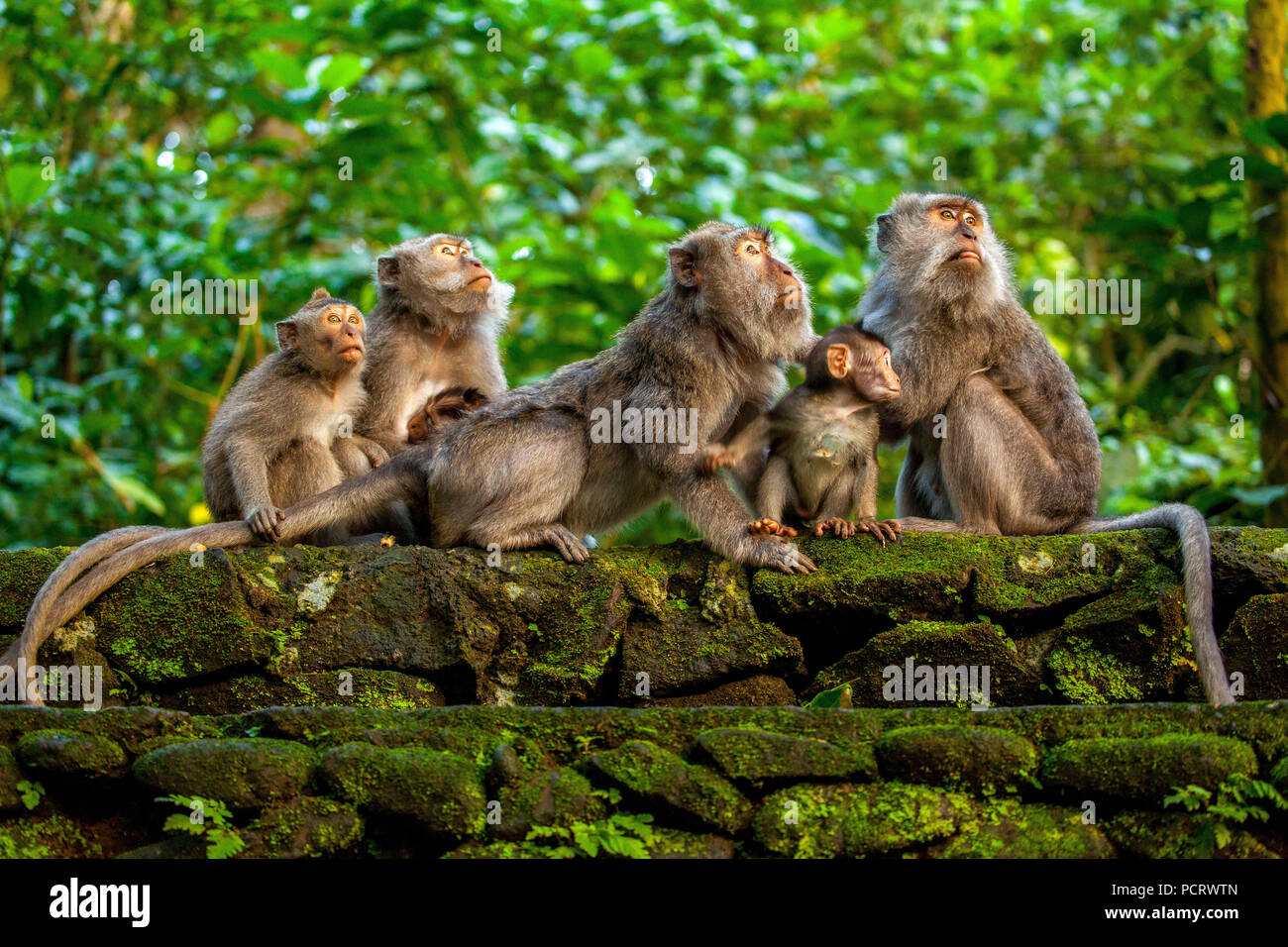 Lunga coda Macaque (Macaca fascicularis), scimmia famiglia con bambini, monkey baby, muro di pietra, foresta delle scimmie di Ubud, sacro Santuario della Foresta delle Scimmie, Padangtegal, Ubud, Bali, Indonesia, Asia Foto Stock
