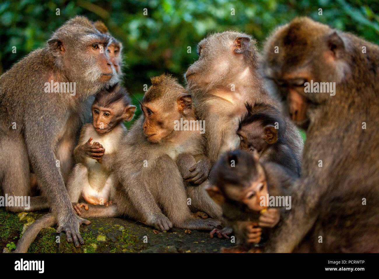 Lunga coda Macaque (Macaca fascicularis), scimmia famiglia con bambini, monkey baby, muro di pietra, foresta delle scimmie di Ubud, sacro Santuario della Foresta delle Scimmie, Padangtegal, Ubud, Bali, Indonesia, Asia Foto Stock