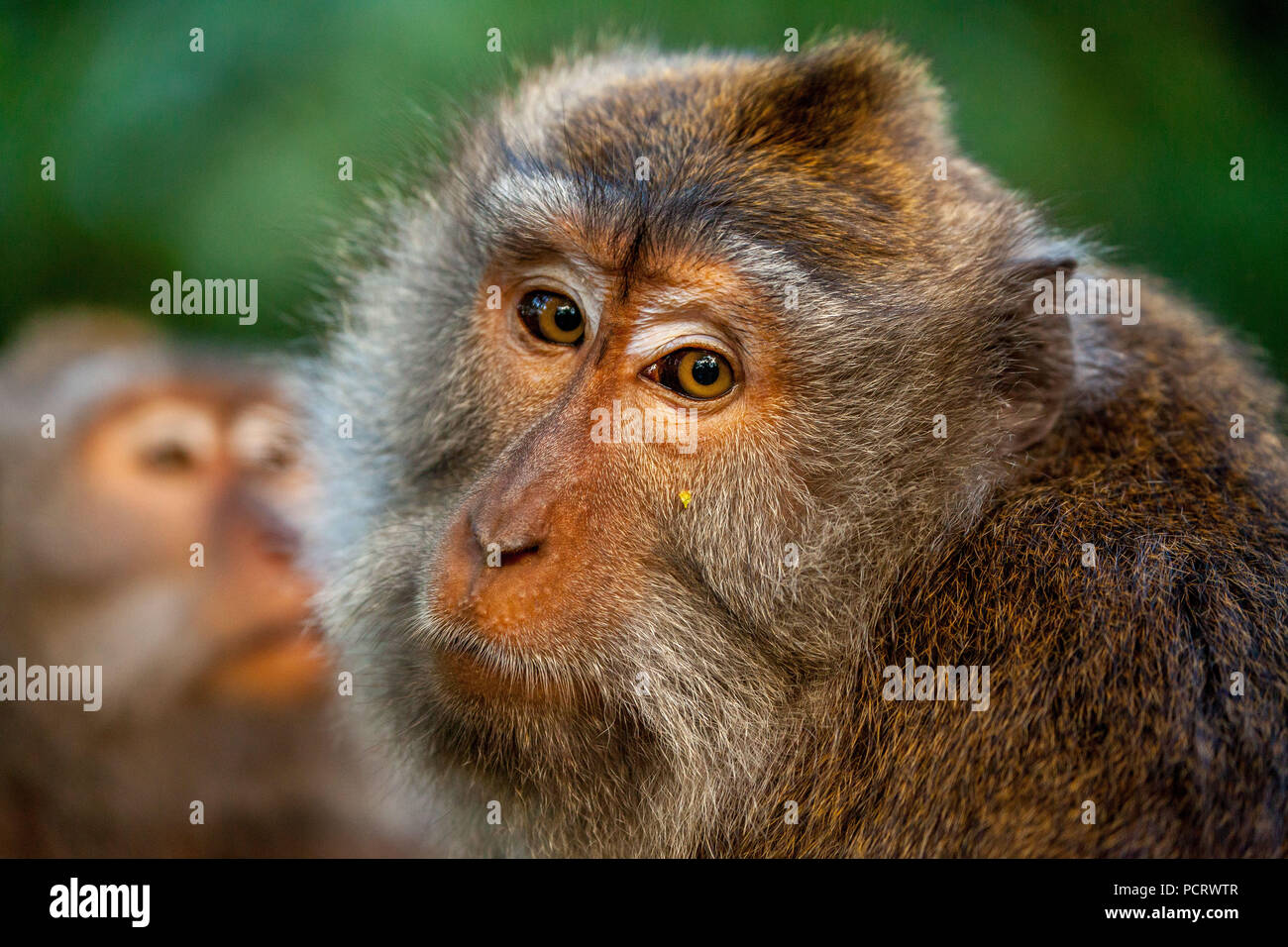 Lunga coda Macaque (Macaca fascicularis), scimmia famiglia con bambini, monkey baby, muro di pietra, foresta delle scimmie di Ubud, sacro Santuario della Foresta delle Scimmie, Padangtegal, Ubud, Bali, Indonesia, Asia Foto Stock