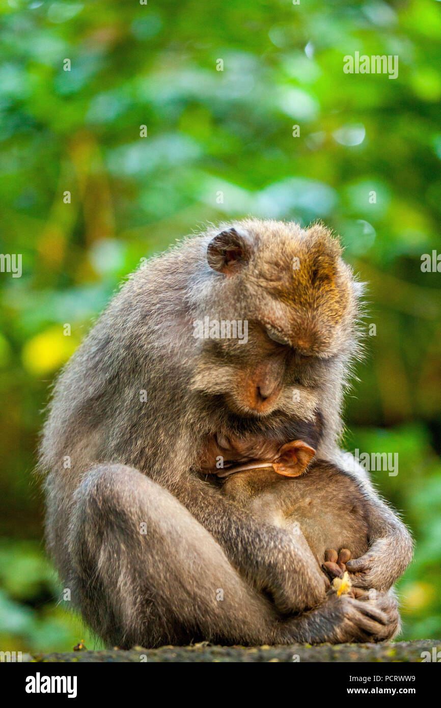 Lunga coda Macaque (Macaca fascicularis), scimmia famiglia con bambini, dormendo scimmie, monkey baby, muro di pietra, foresta delle scimmie di Ubud, sacro Santuario della Foresta delle Scimmie, Padangtegal, Ubud, Bali, Indonesia, Asia Foto Stock