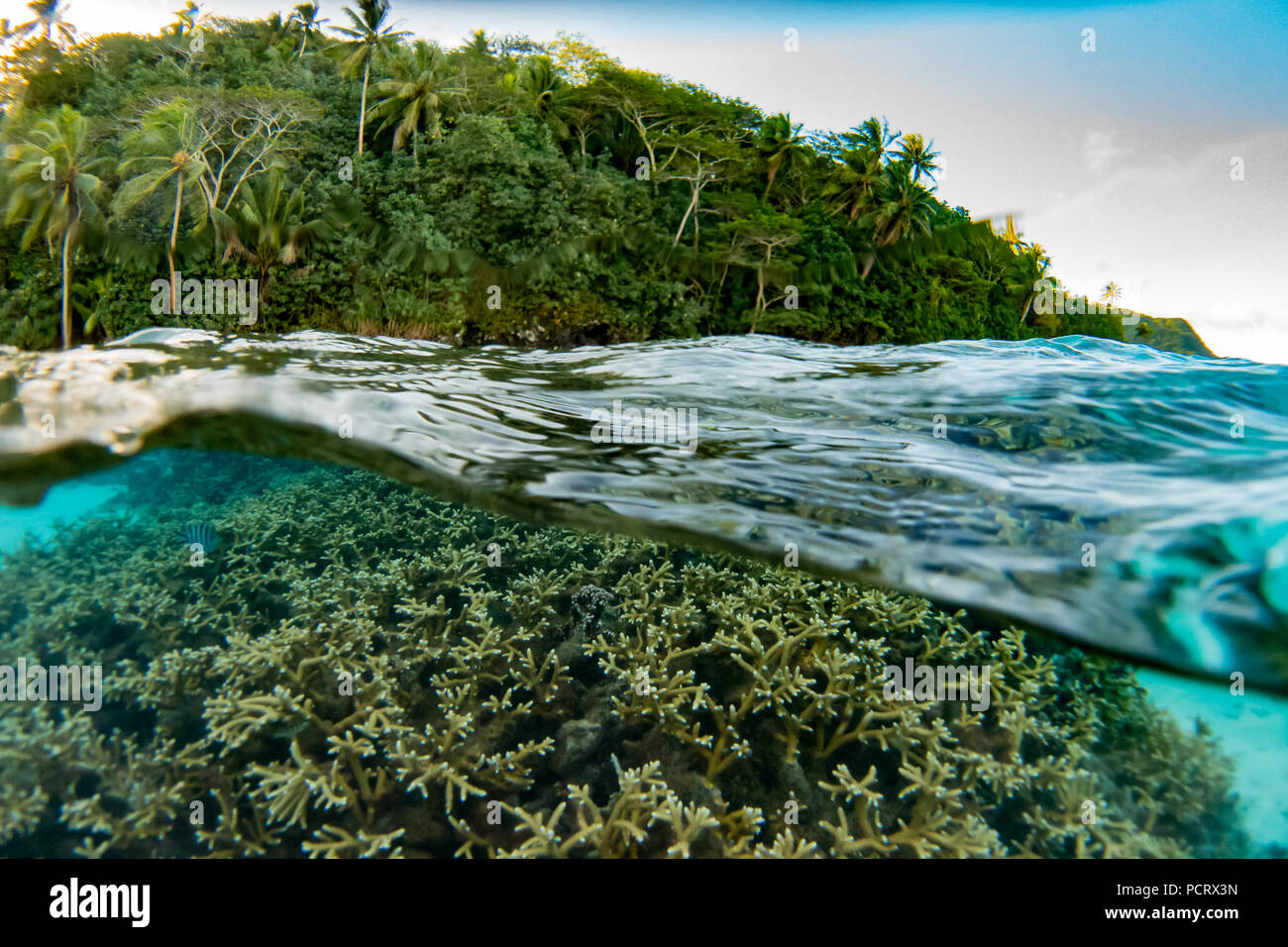 Snorkeling all'interno della laguna a Huahine, Polinesia Francese Foto Stock