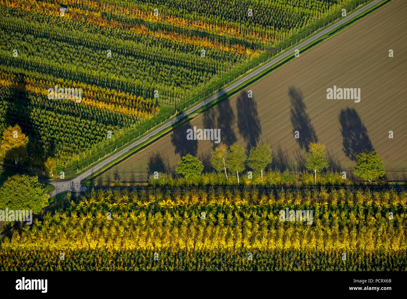 Tree row, campi, foglie di autunno, albero, alberi, ombre, strutture, vista aerea di Welver, Soester Börde Foto Stock