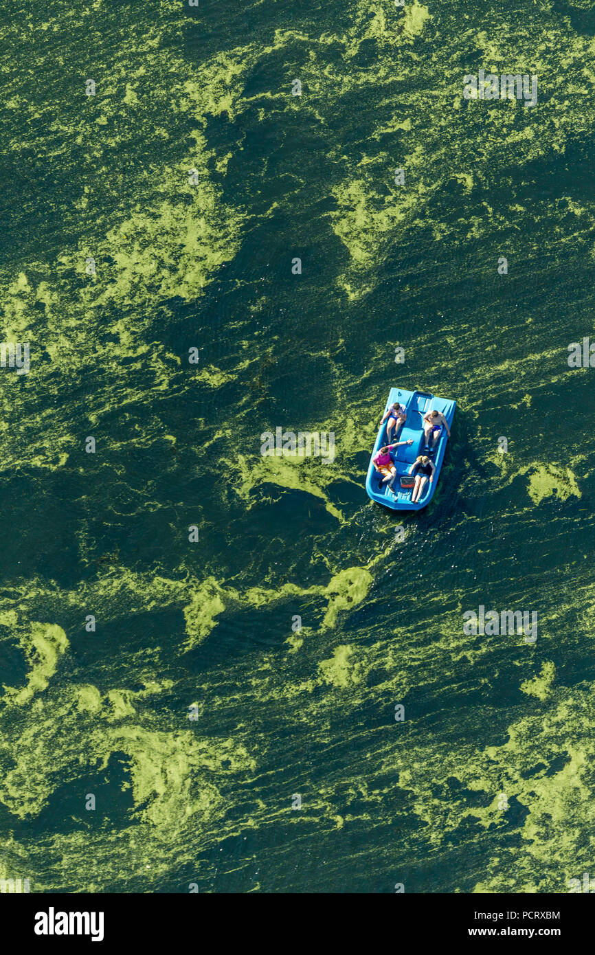 Fotografia aerea, alghe peste, Elodea, Kemnader serbatoio con la crescita di alghe e barche a pedali, Bochum, la zona della Ruhr, Renania settentrionale-Vestfalia, Germania, Europa Foto Stock