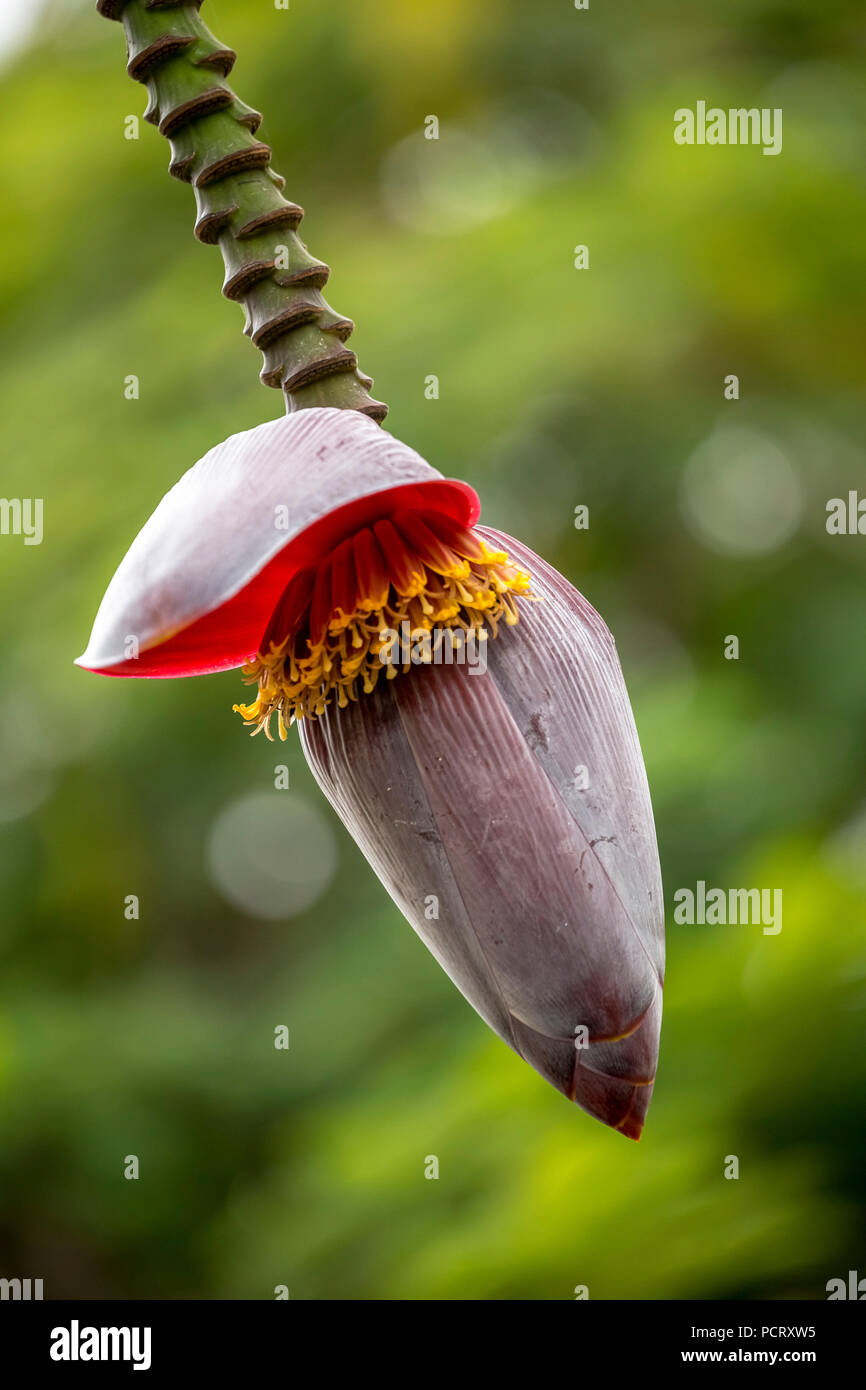 Fiore di una banana (Musa paradisiaca), aperto banana blossom, Viñales, Cuba, Pinar del Río, Cuba, viaggi, isola, Antille Maggiori, Foto Stock