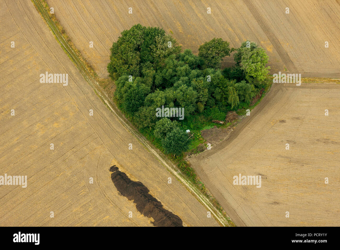 Vista aerea, Datteln, cuore, forma di cuore, gruppo di alberi in campi, Datteln, la zona della Ruhr, Renania settentrionale-Vestfalia, Germania, Europa Foto Stock