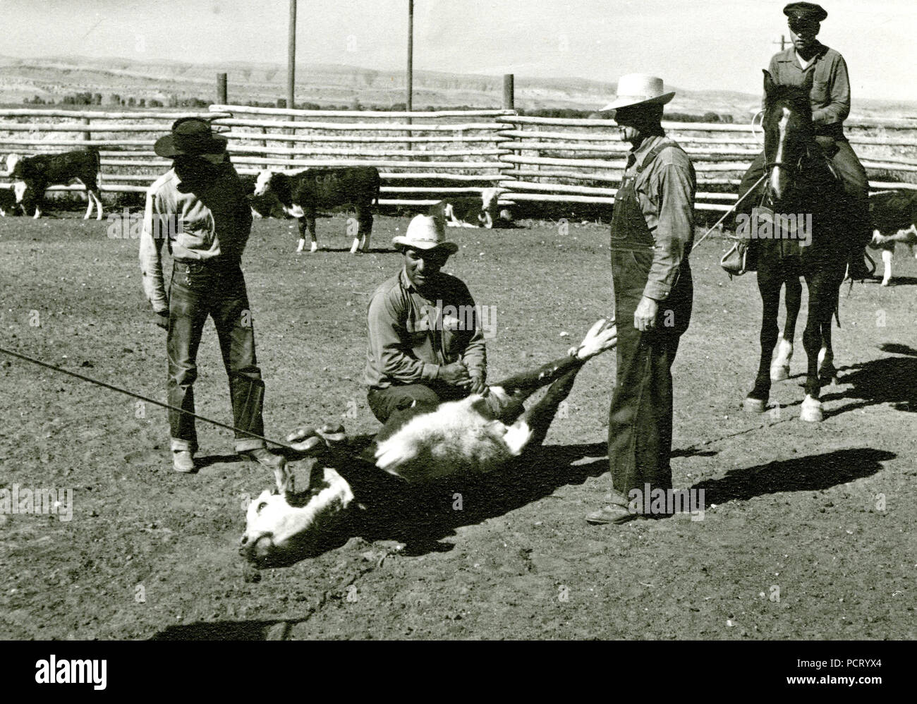 I cowboys con Legato mucca pronto per il branding ca 1938 Foto Stock