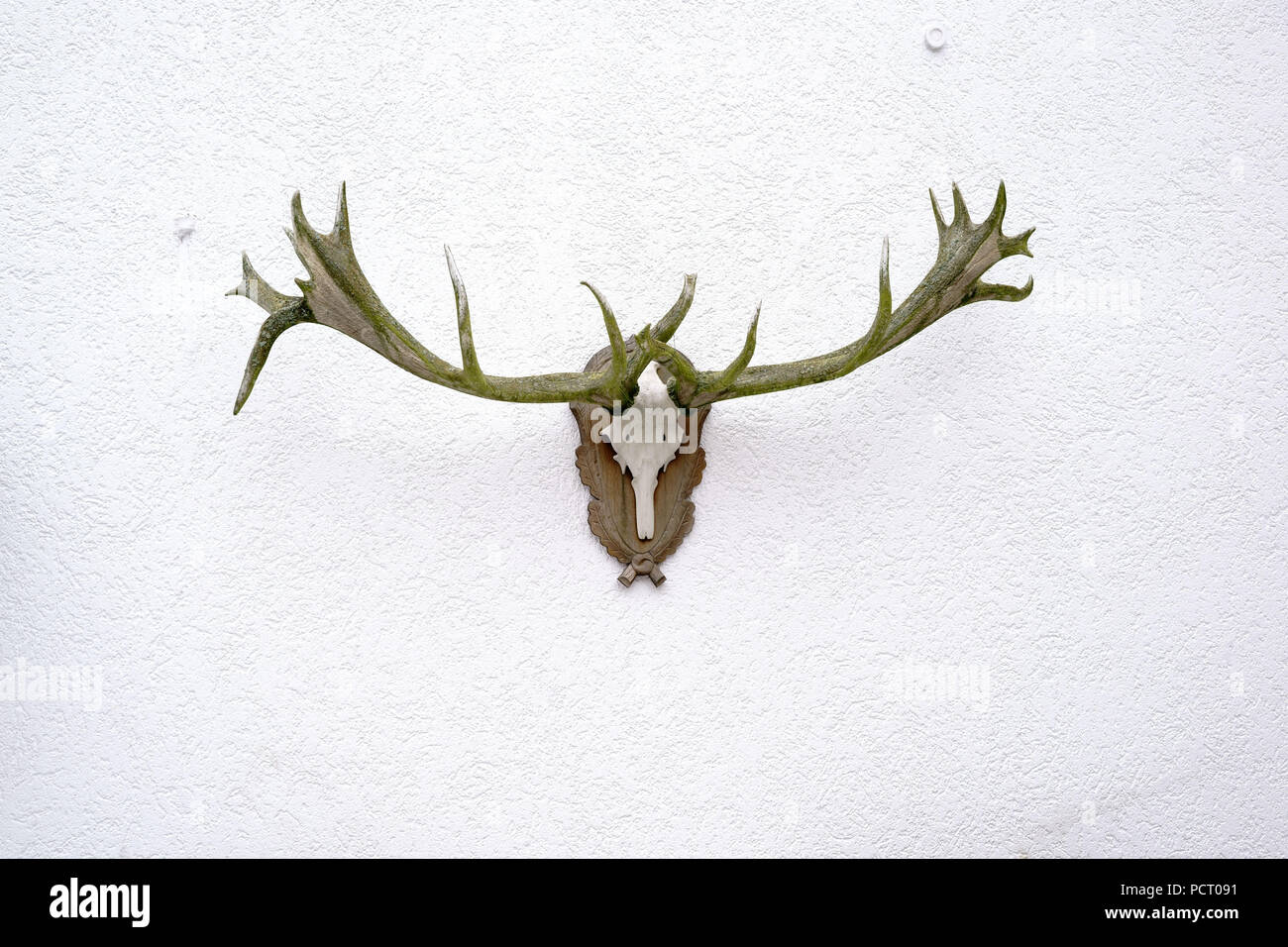 Un vecchio corno di cervo con moss-coperto palchi su un muro bianco Foto Stock
