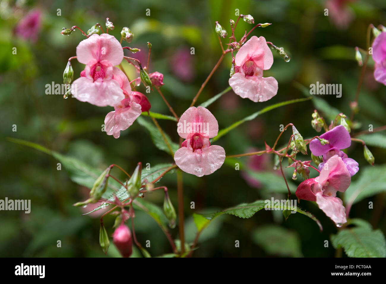 Impatiens glandulifera, Balsaminaceae, Foto Stock