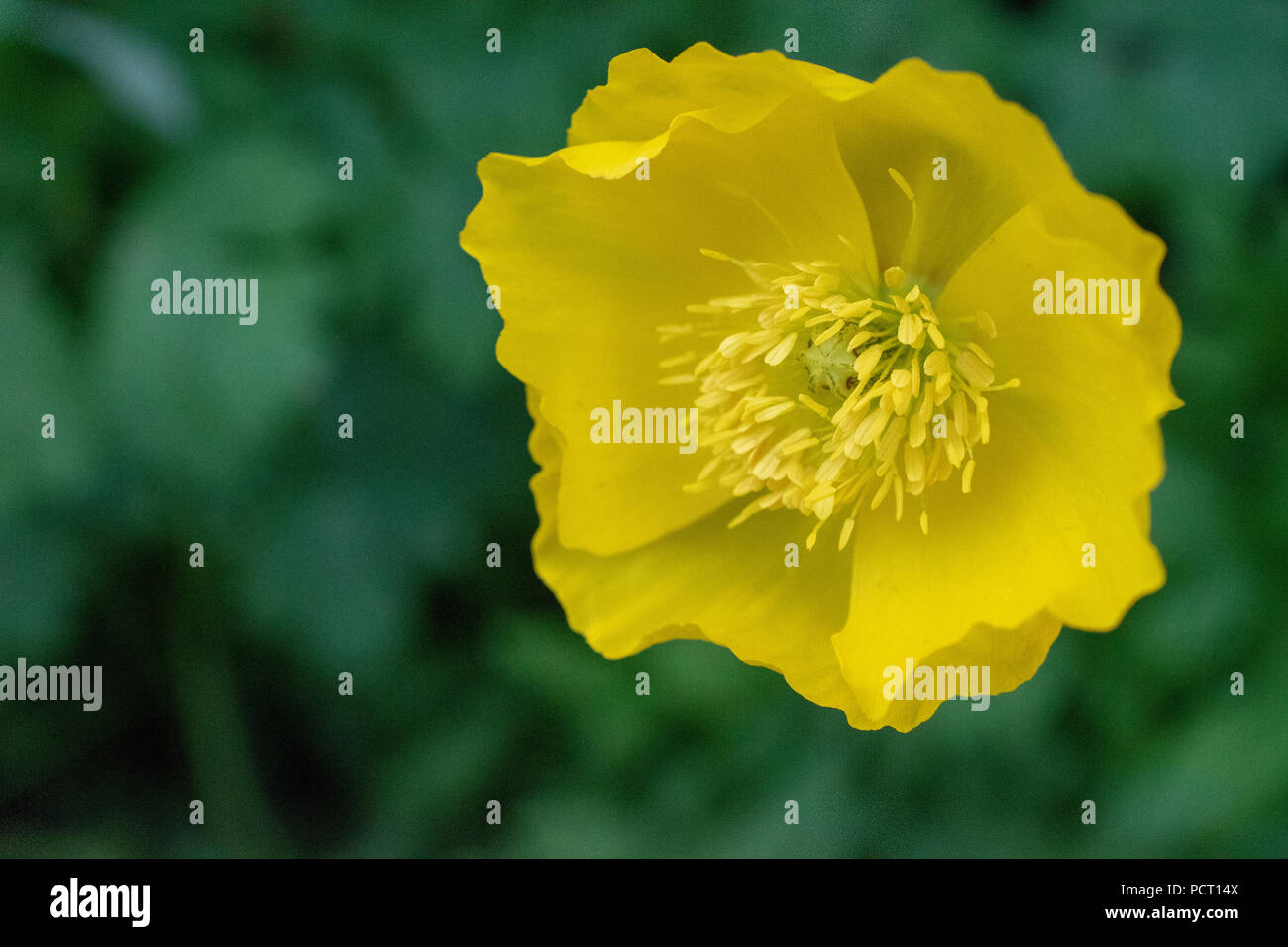 Ranuncolo strisciante (Ranunculus repens). Foto Stock