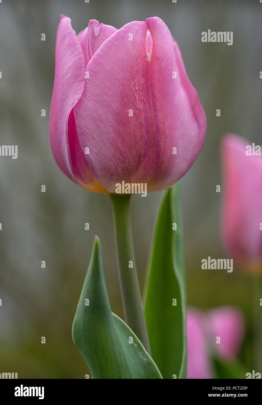 Tulip, Tulipa, close up del fiore della molla Foto Stock