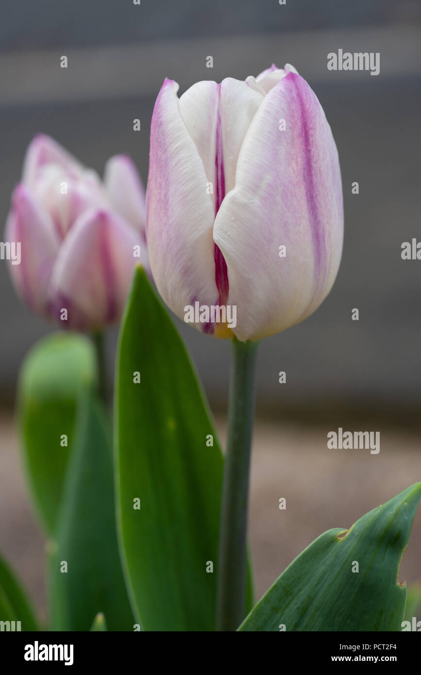 Tulip, Tulipa, close up del fiore della molla Foto Stock