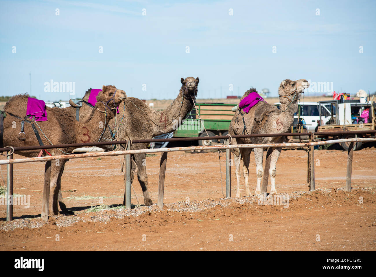 Corse di cammelli, Marree, Outback Australia Foto Stock