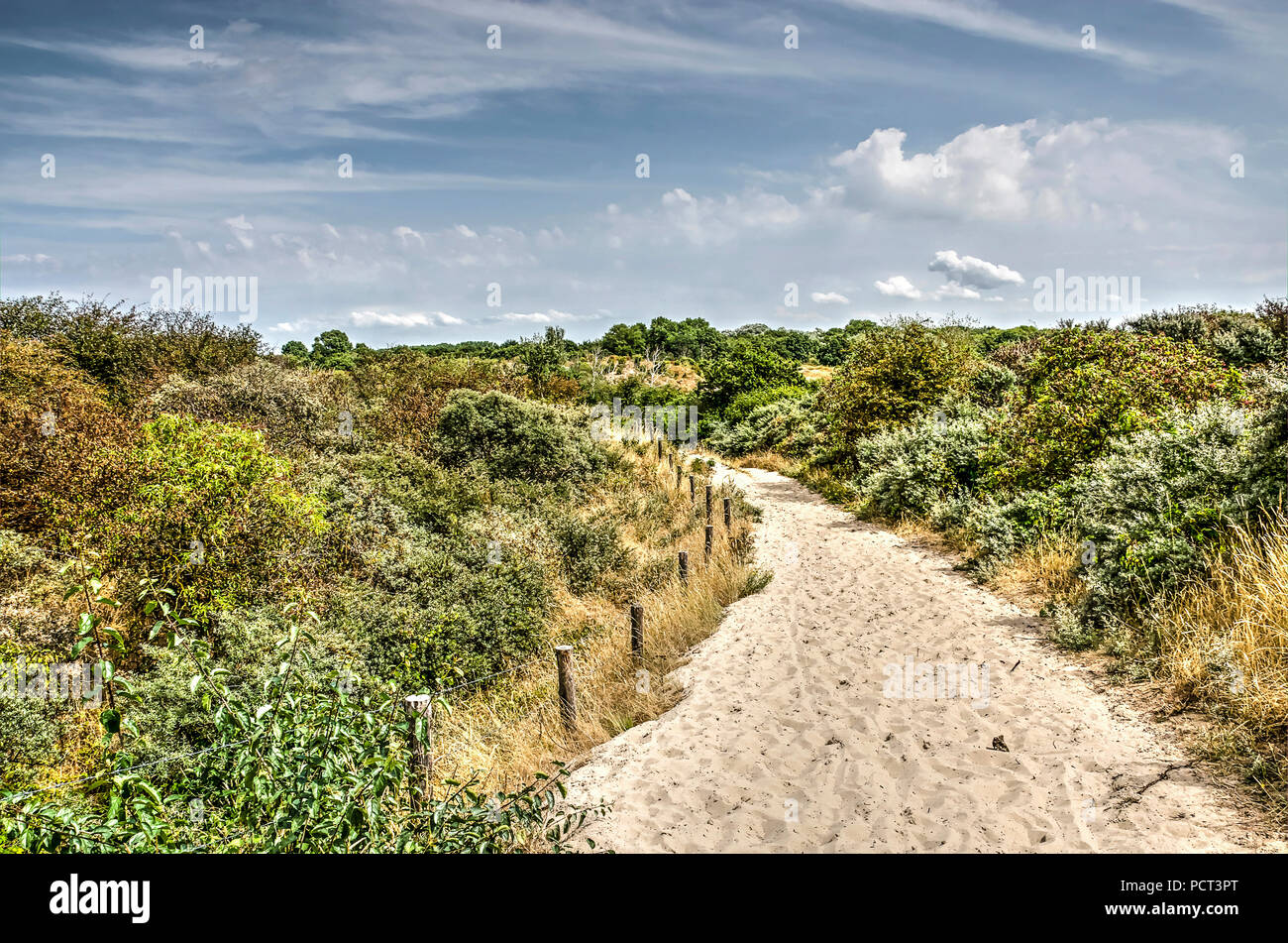Sentiero di sabbia in un paesaggio con cespugli e altra bassa vegetazione nelle dune vicino a Rockanje, Paesi Bassi Foto Stock