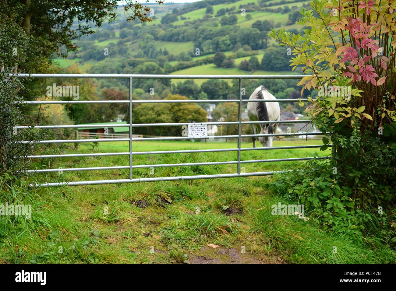 Dont feed i cavalli , foto di un cavallo di alimentazione su un campo dietro un cancello con un cartello di avvertimento che chiede di non li alimentano in Glyn Ceiriog Wales UK Foto Stock