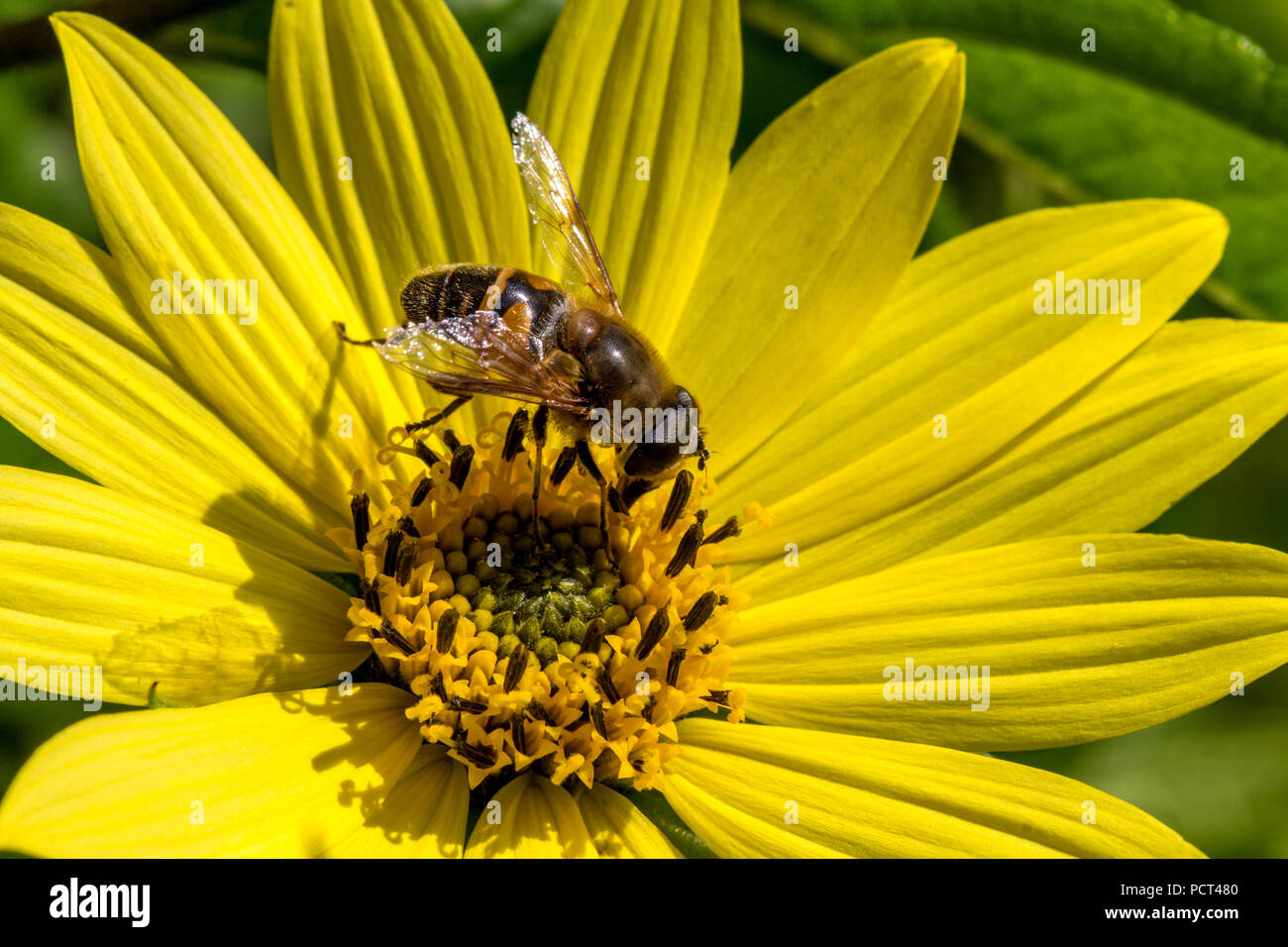 Busy bee per raccogliere il polline in una vibrante fiore giallo. Foto Stock