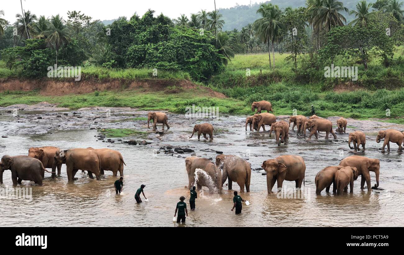 Elefanti in Sri Lanka Foto Stock