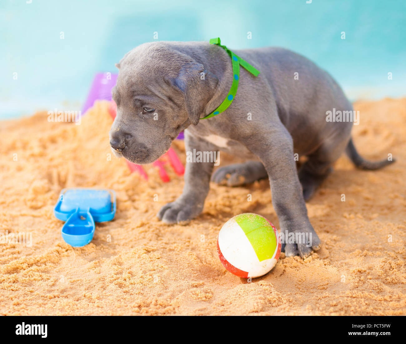 Alano cucciolo con la sua testa appesa a bassa sulla sabbia Foto Stock