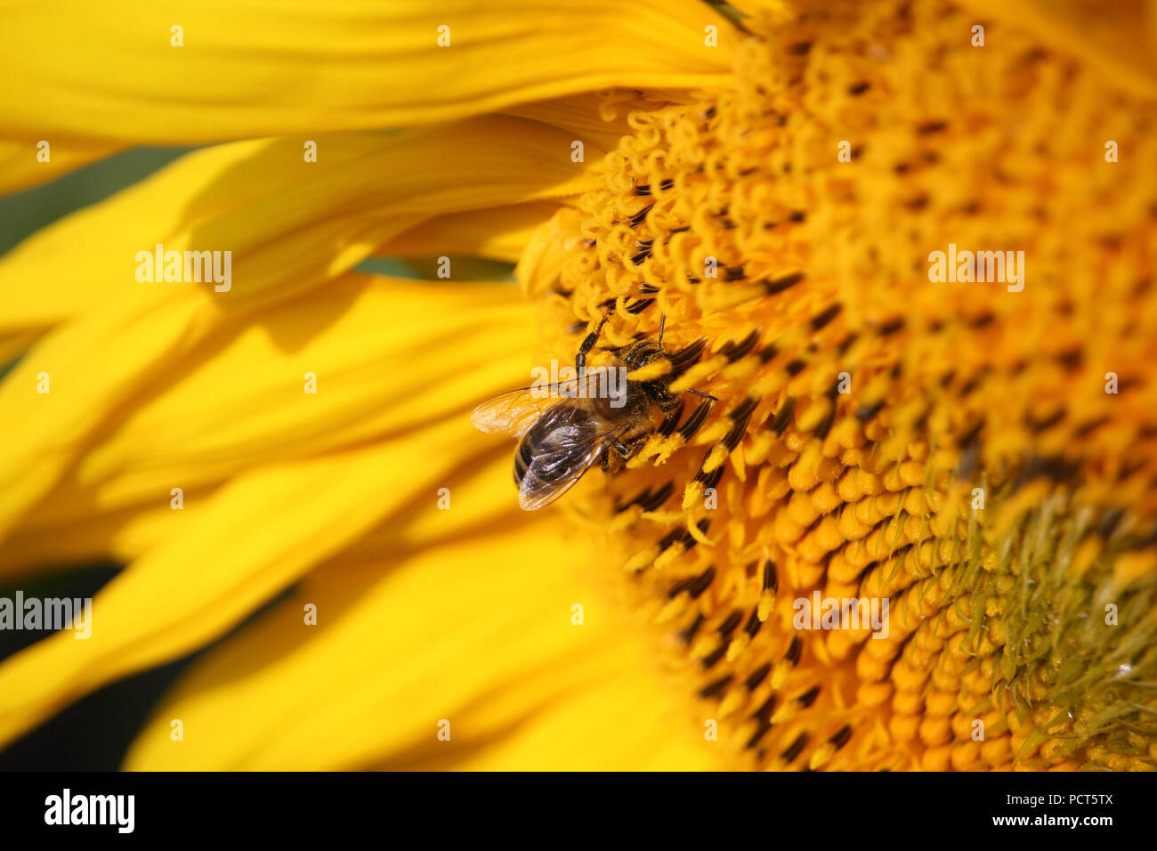 L'Ape raccoglie il miele di girasole foto Foto Stock