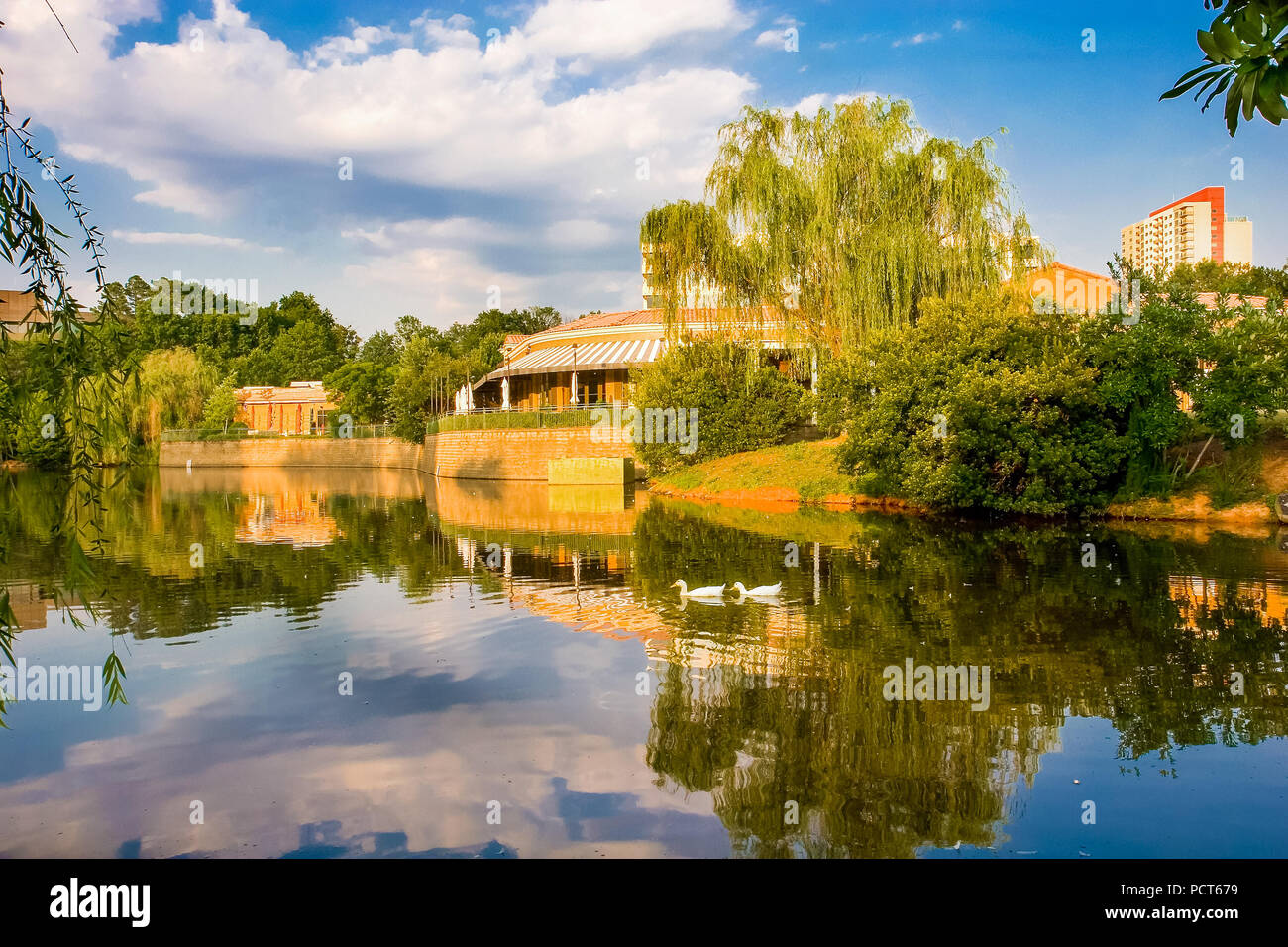 Anatre in Ristorante Lago Foto Stock