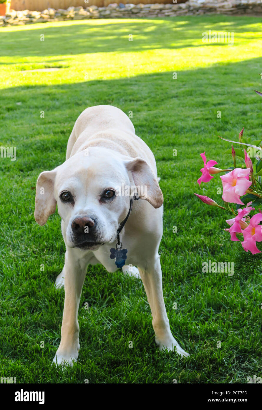 La bionda di razza cane, STATI UNITI D'AMERICA Foto Stock