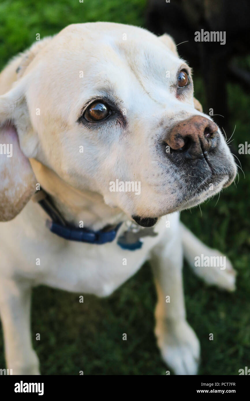 La bionda di razza cane, STATI UNITI D'AMERICA Foto Stock