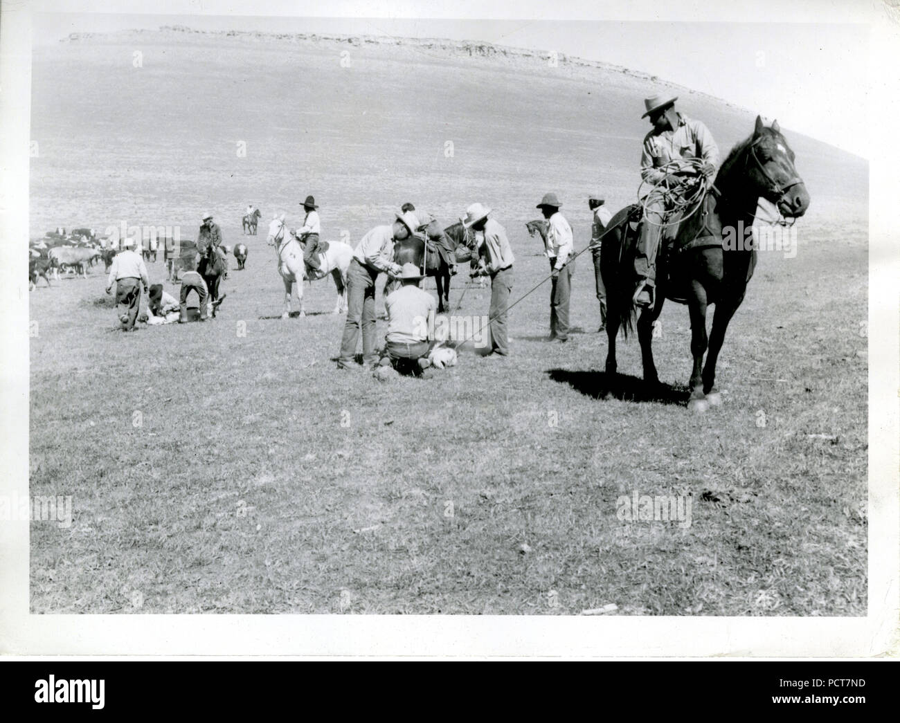 Gli uomini a piedi e a cavallo il Branding bovini 1938-1948 ca Foto Stock