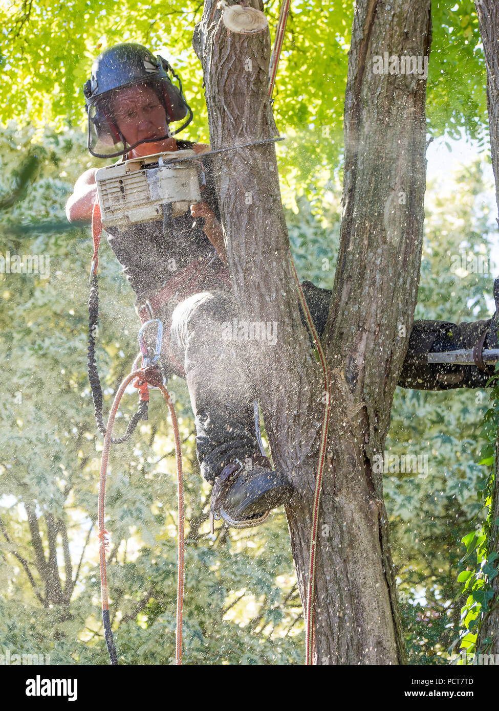 Arborist femmina utilizzando una motosega su un albero viene irrorato con segatura Foto Stock
