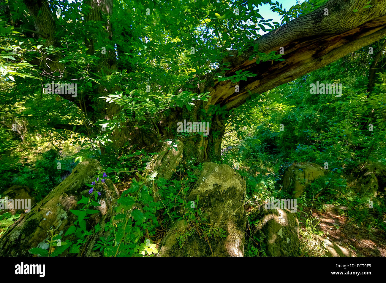 Historic castagno (Castanea) in Sant Miquel de Campmajor, Cataluna, Catalogna, Spagna Foto Stock