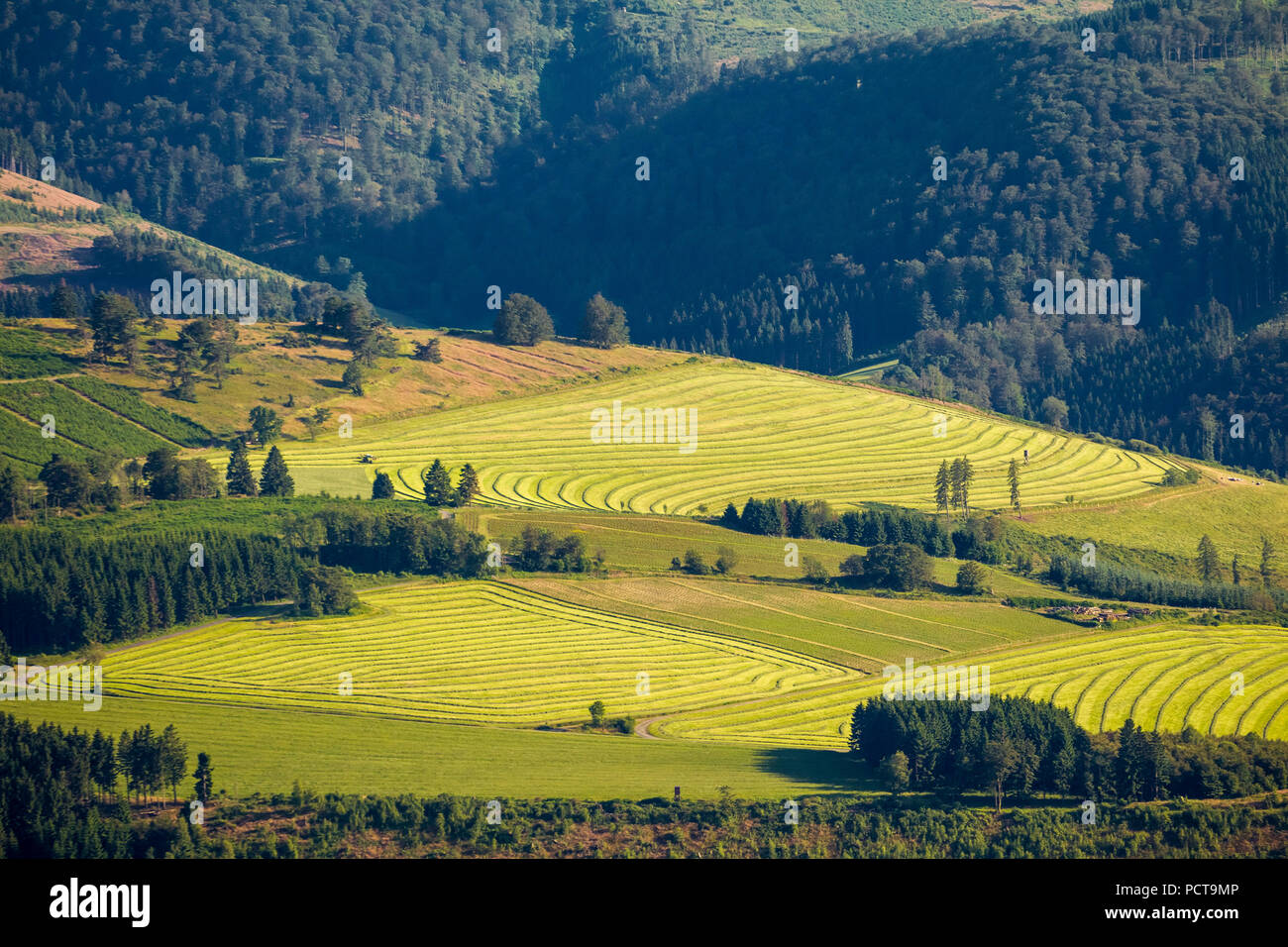 Foto aerea, falciare prati vicino Schanze, Schmallenberg, Hochsauerland (distretto), Nord Reno-Westfalia, Germania Foto Stock