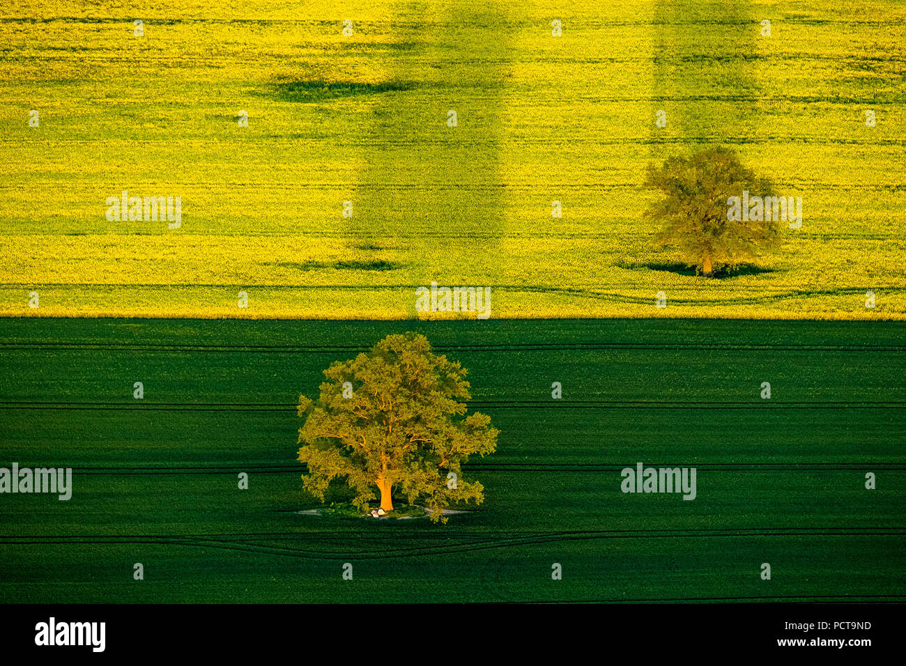 Albero, alberi con lunghe ombre in un campo di primavera e di sementi di colza di fioritura, Röbel sul lago di Müritz, Meclemburgo Lake Plateau, Meclemburgo-Pomerania Occidentale, Germania Foto Stock