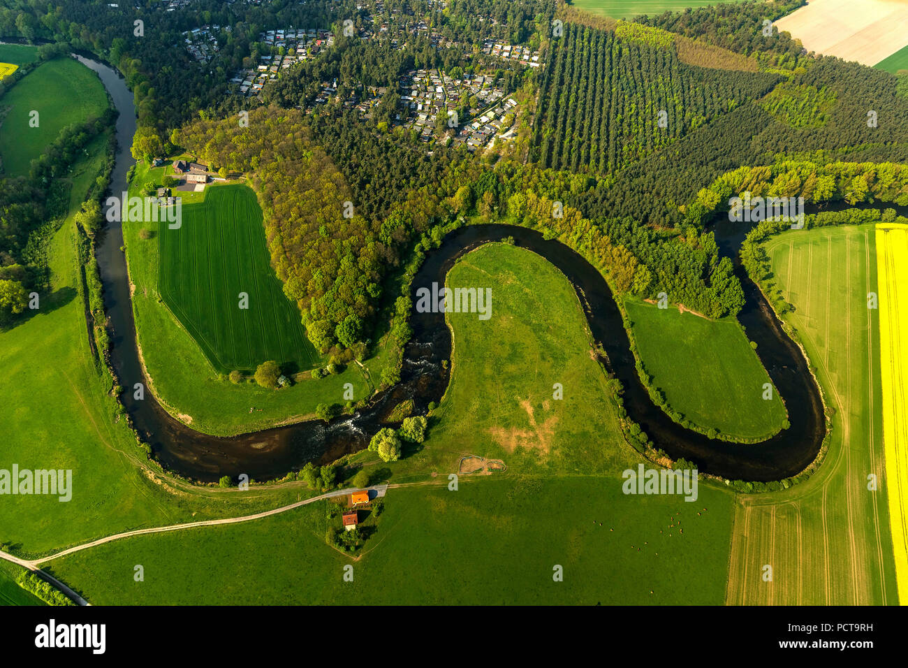 Olfen, Lippe River, Lippe golene, Lippe corso, Lippe menader con campi di colza, Münsterland Foto Stock