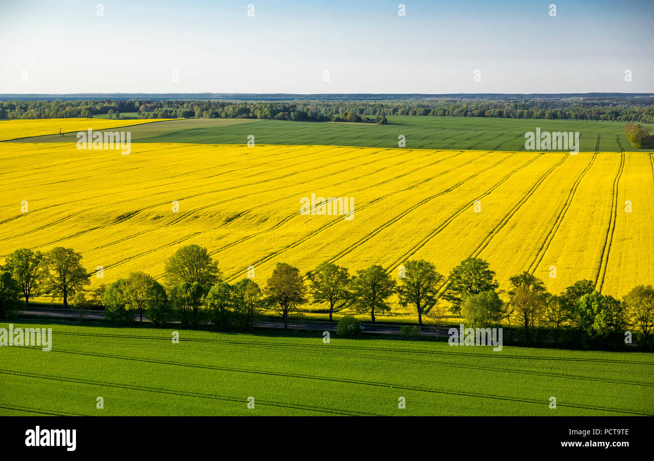 Campo di colza accanto alla pista di Rechlin-Lärz aeroporto, Rechlin, Meclemburgo Lake Plateau, Meclemburgo-Pomerania Occidentale, Germania Foto Stock