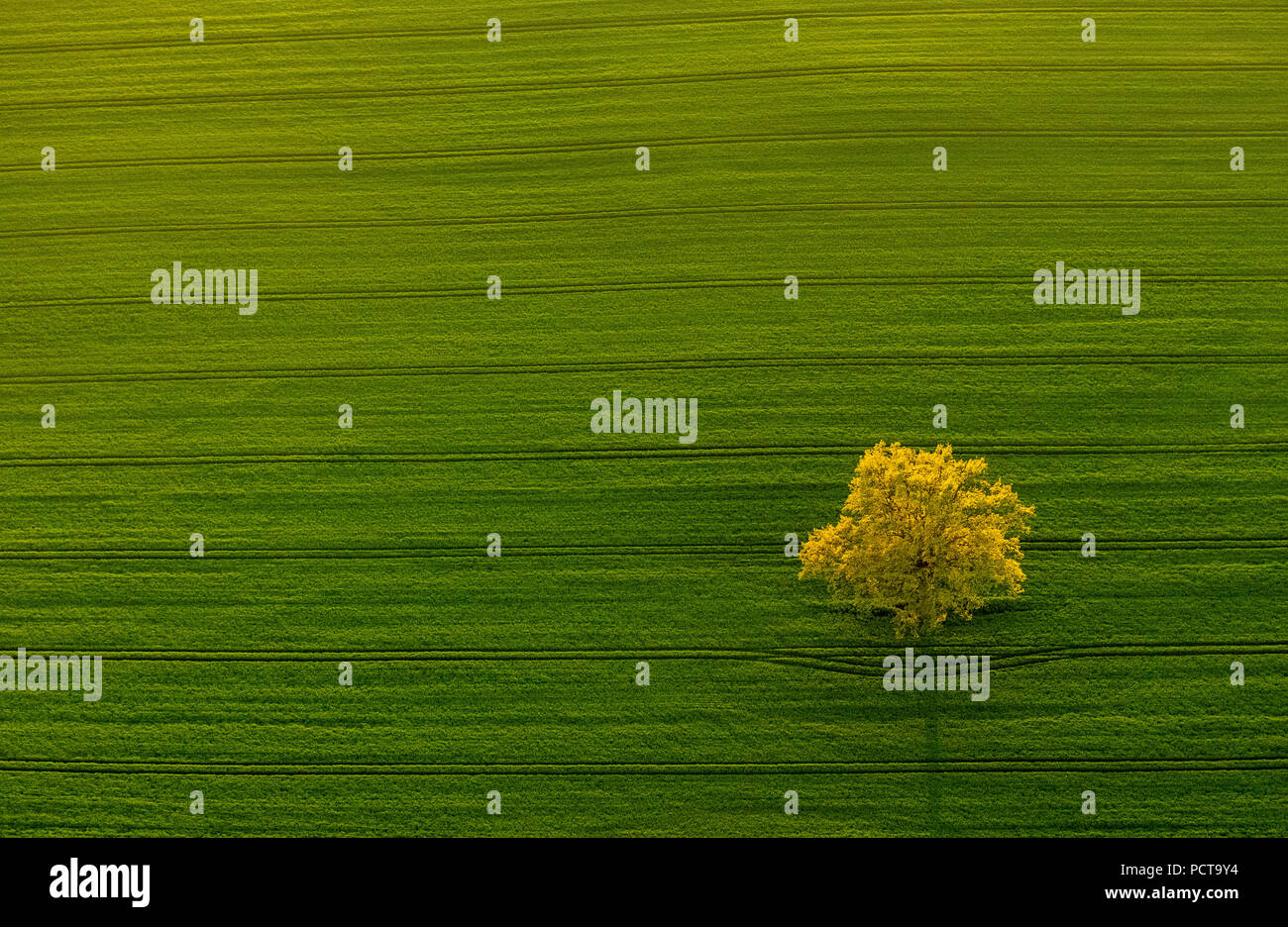Albero, alberi con lunghe ombre in un campo di primavera e di sementi di colza di fioritura, Ludorf, Meclemburgo Lake Plateau, Meclemburgo-Pomerania Occidentale, Germania Foto Stock