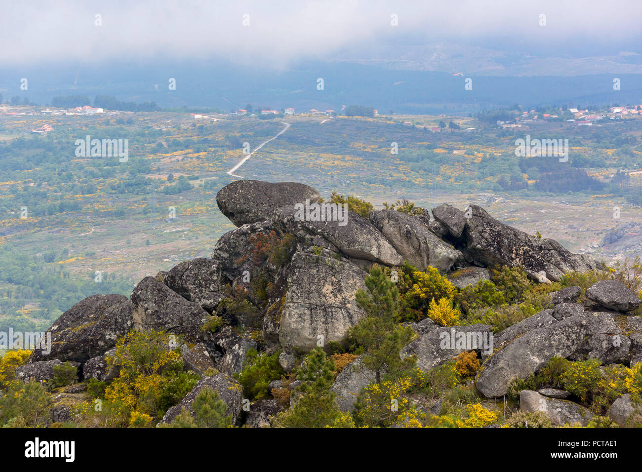 Highlands sterile con ginestre arbusti in fiore in Sierra fare Alvao, Mondrões, Vila Real district, Portogallo, Europa Foto Stock