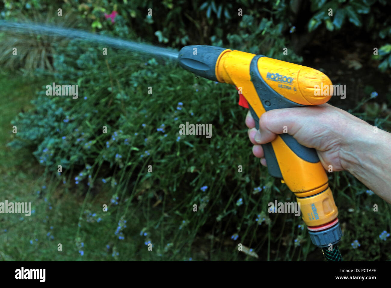 La donna residente, utilizzando un tubo flessibile hoselock, in un giardino, estate Foto Stock