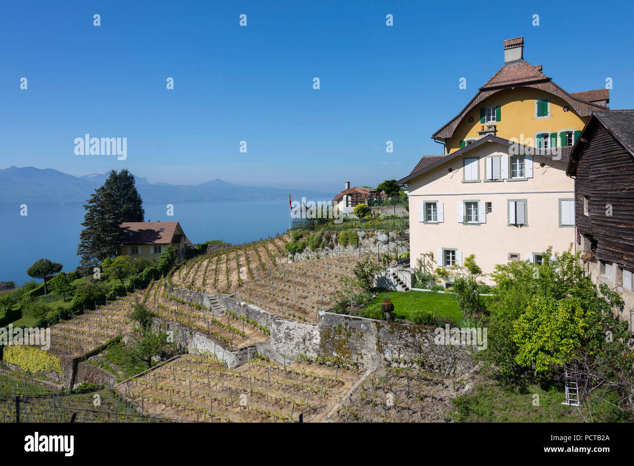 Il vino le terrazze sul lago di Ginevra, Epesses a Lavaux, nei pressi di Losanna, nel cantone di Vaud, Svizzera Occidentale, Svizzera Foto Stock