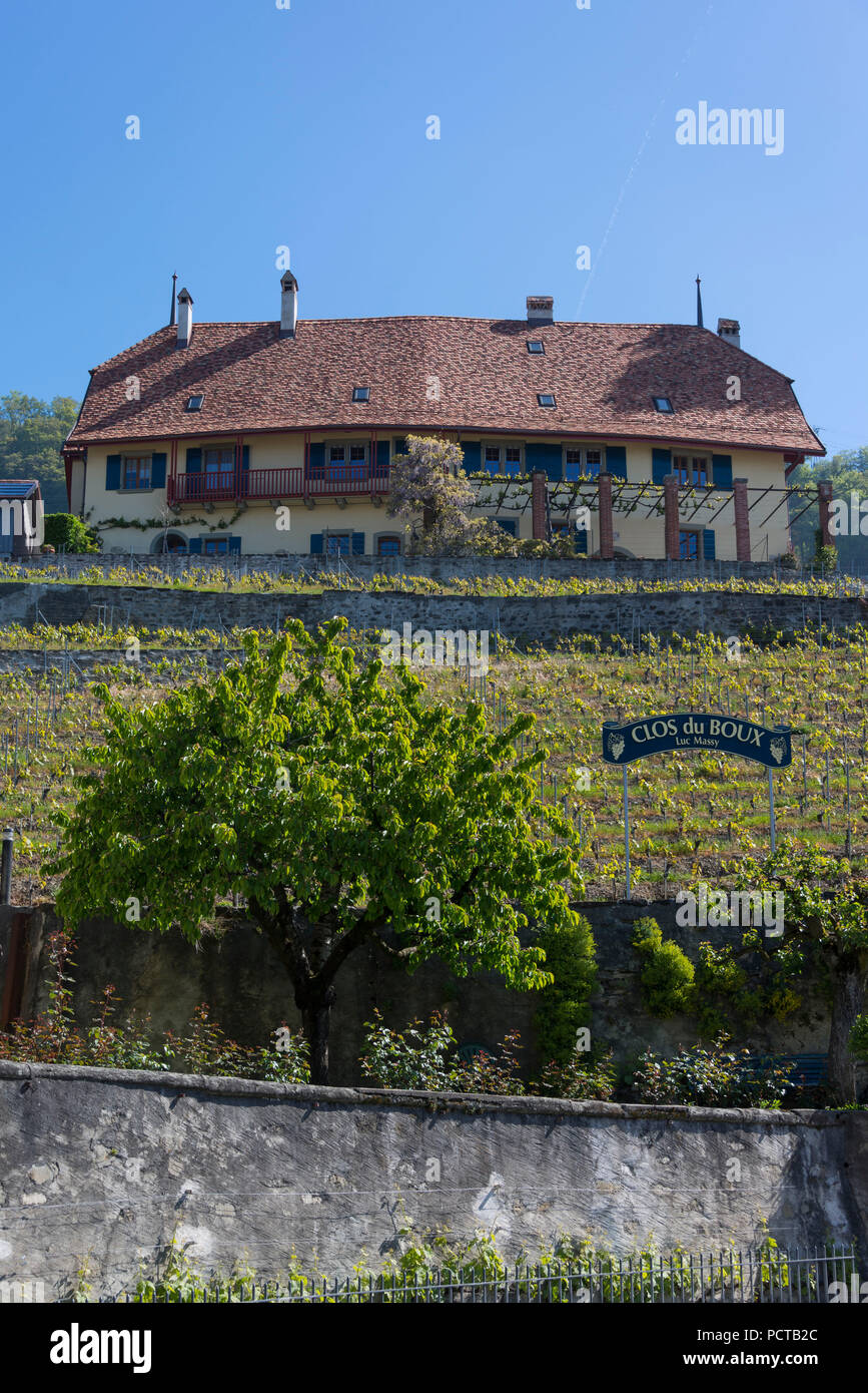 Domaine Clos du Boux tenuta vicino a Epesses a Lavaux, nei pressi di Losanna, nel cantone di Vaud, Svizzera Occidentale, Svizzera Foto Stock