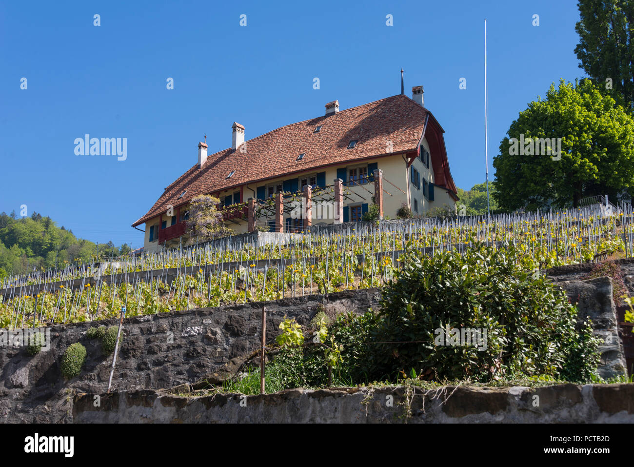 Il vino le terrazze sul lago di Ginevra, Domaine Clos du Boux cantina, Epesses a Lavaux, nei pressi di Losanna, nel cantone di Vaud, Svizzera Occidentale, Svizzera Foto Stock
