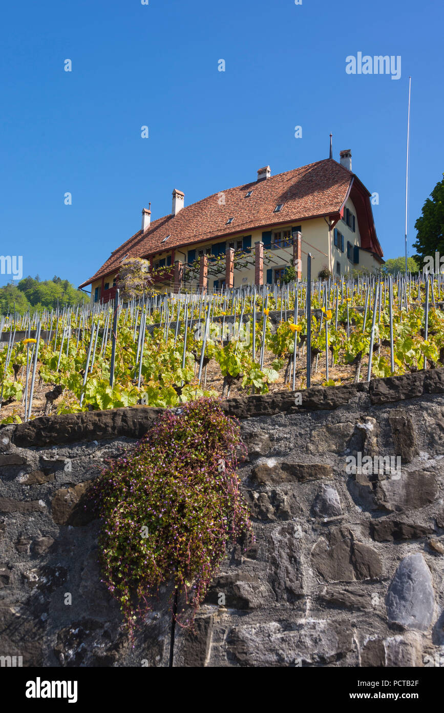 Domaine Clos du Boux tenuta vicino a Epesses a Lavaux, nei pressi di Losanna, nel cantone di Vaud, Svizzera Occidentale, Svizzera Foto Stock