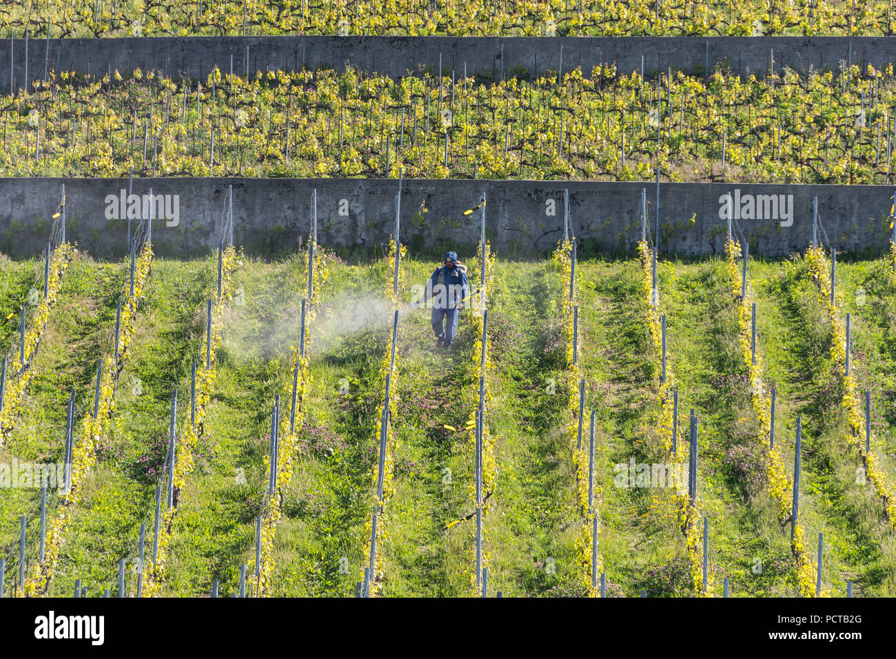 Vigneti sopra il Lago di Ginevra vicino Villette, Bourg-en-Lavaux, nei pressi di Losanna, nel cantone di Vaud, Svizzera Occidentale, Svizzera Foto Stock