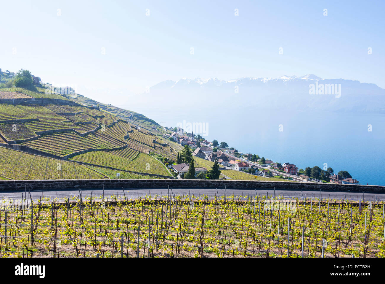 Vigneti terrazzati sul Lago di Ginevra in Lavaux con una vista della zona del Monte Bianco, nei pressi di Losanna, nel cantone di Vaud, Svizzera Occidentale, Svizzera Foto Stock