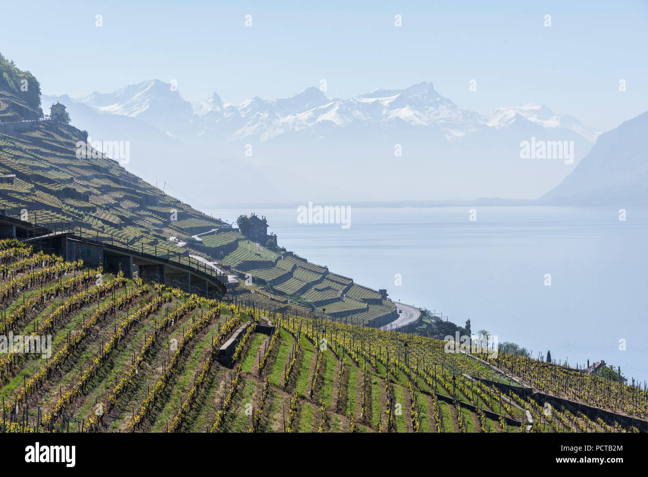 Vigneti terrazzati sul Lago di Ginevra in Lavaux con una vista della zona del Monte Bianco, nei pressi di Losanna, nel cantone di Vaud, Svizzera Occidentale, Svizzera Foto Stock